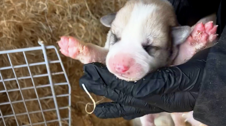 ママ犬と子犬たち