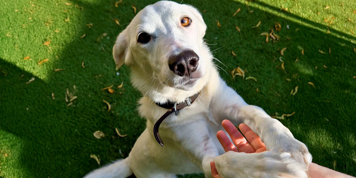 Couple Teaches Sign Language To Their Rescue Dog - Videos - The Dodo
