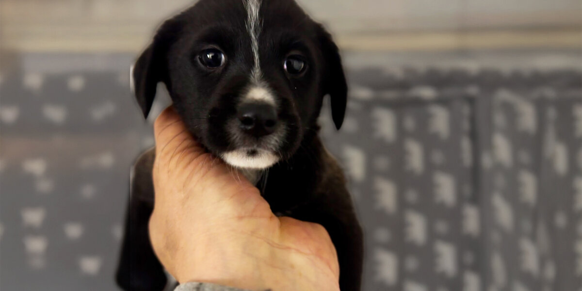 Puppy Who Was Thrown Over A Fence Loves Everyone She Meets - Videos ...