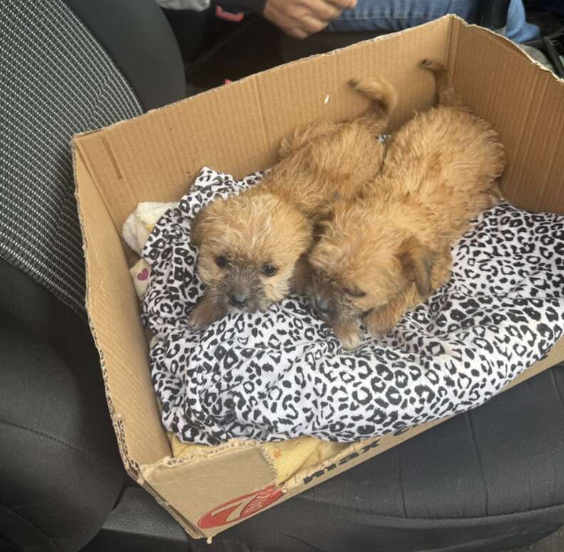 箱の中の子犬