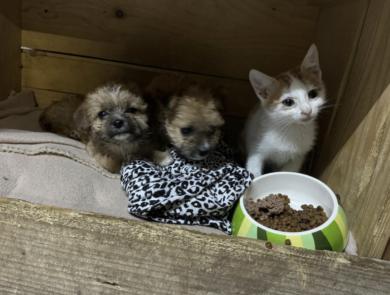 子犬と子猫の癒しの時間