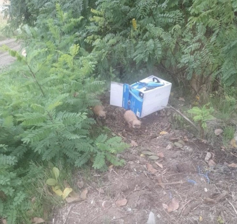 子犬が箱から出る