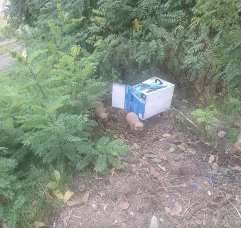 子犬が箱から出る