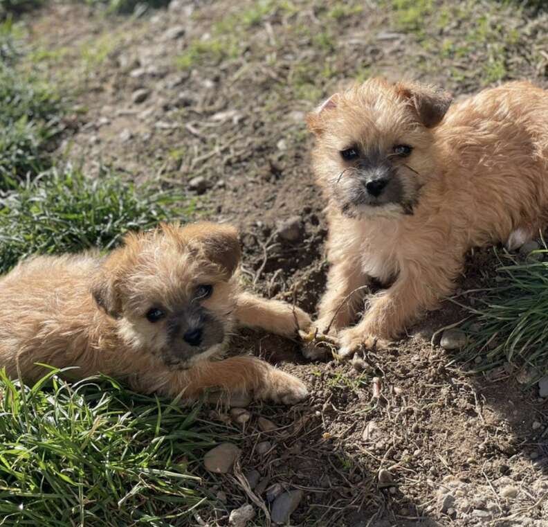 草原で遊ぶ子犬たち