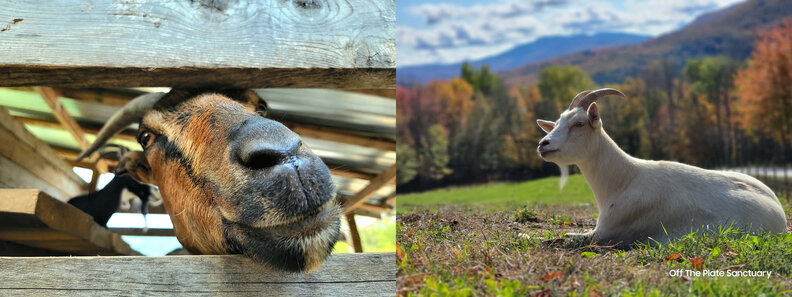 Rescued goats enjoying life at a farm sanctuary