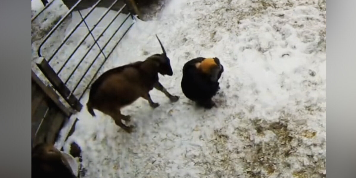 Rescued Goat Rushes To Comfort His Mom When He Senses She’s In Pain ...