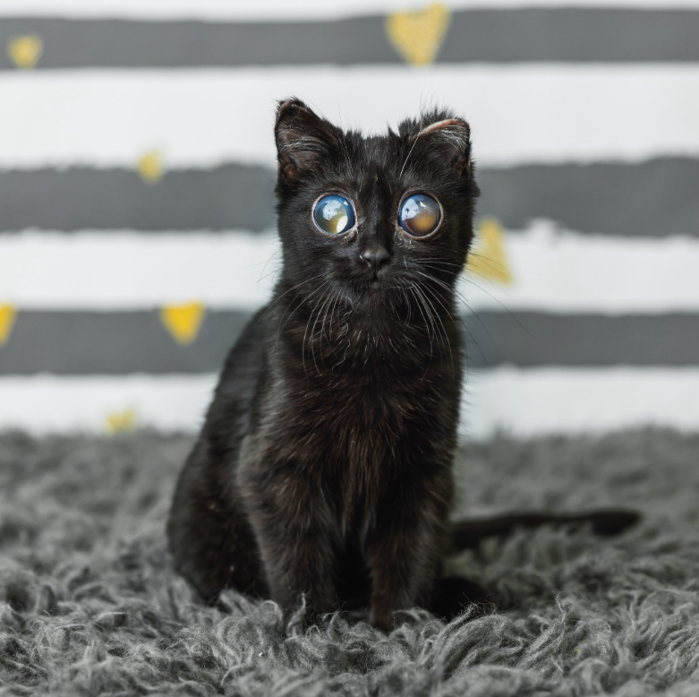 ドリトの治療中の写真