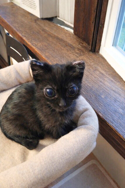 A tiny black kitten with large eyes sitting on top of a cat tower.