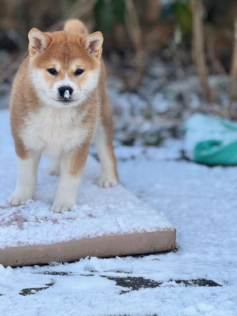 新しい家にいるエビ