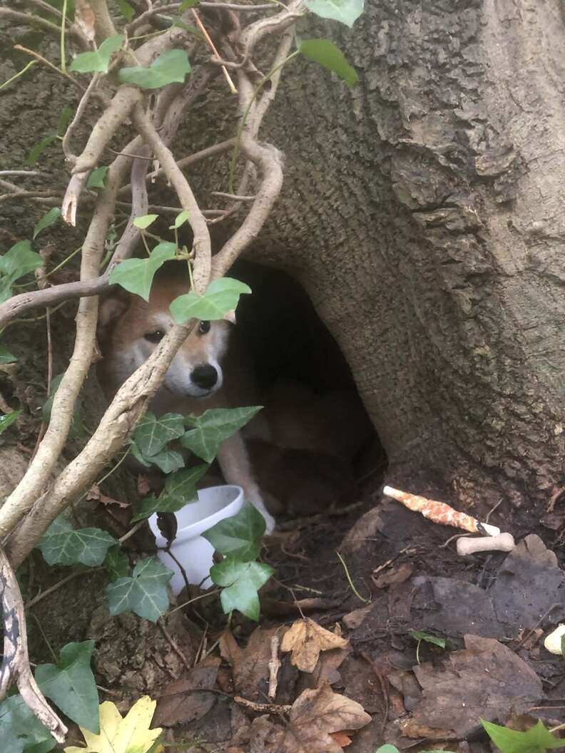 シバ犬のフェルン