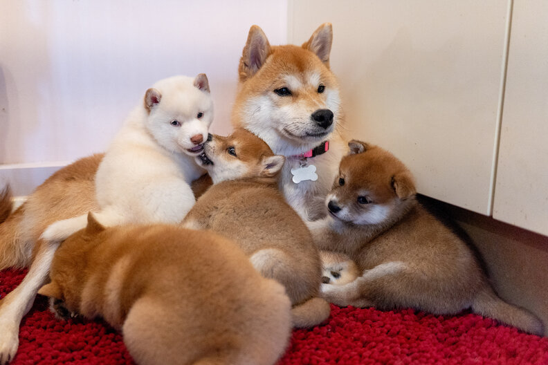 フェルンと子犬たち