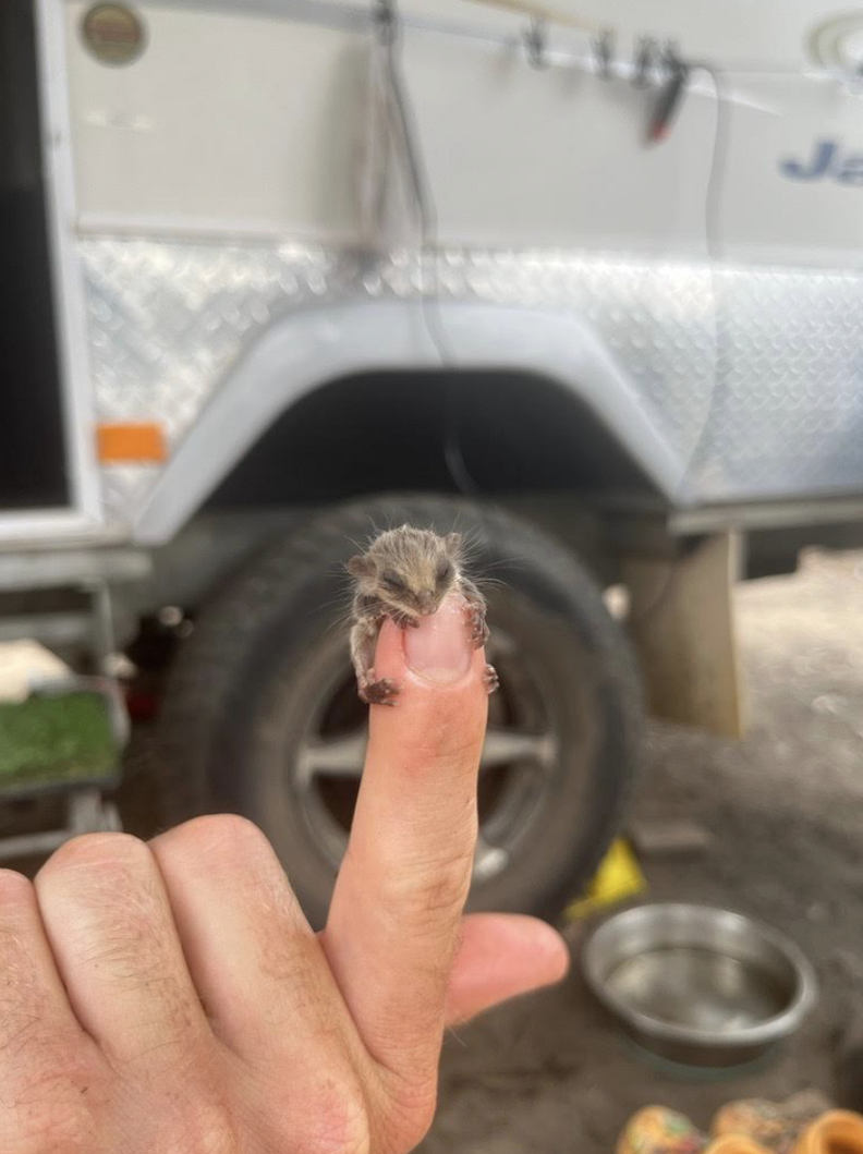 cute marsupial clinging to finger