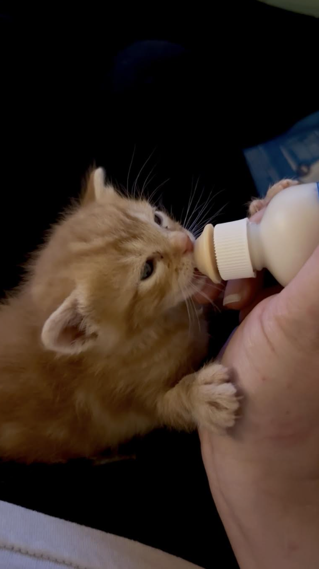 adorabe kitten drinking milk from bottle