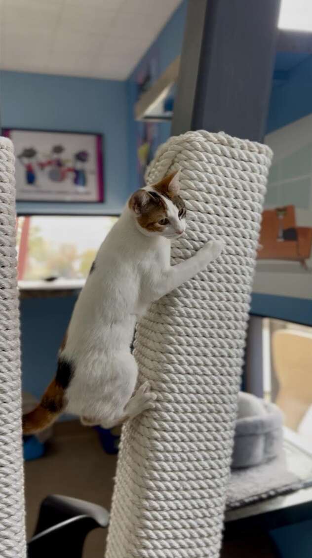 cat climbing up cat tree