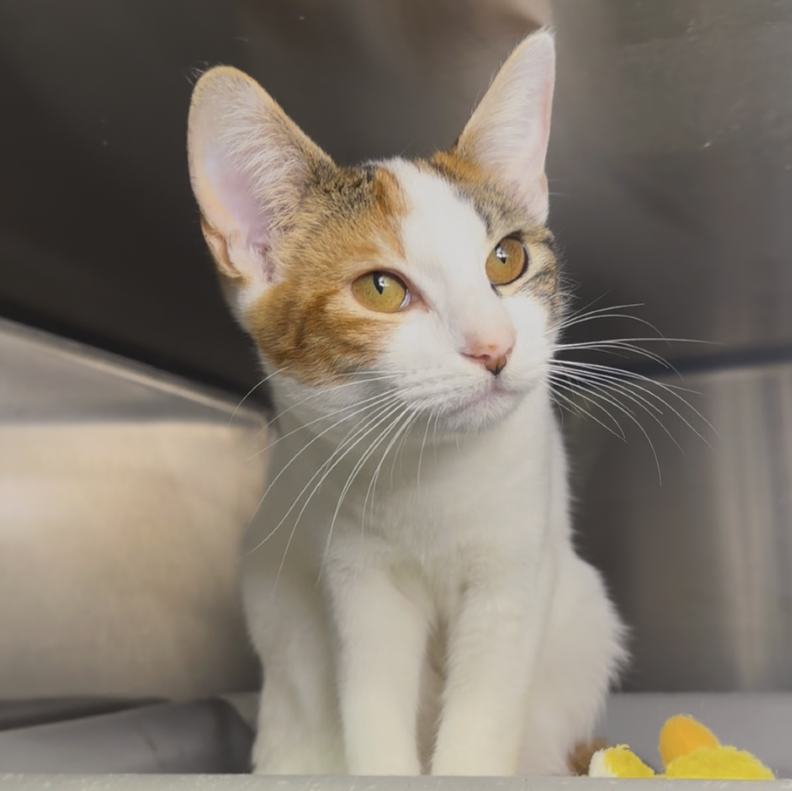 cute cat with kittens