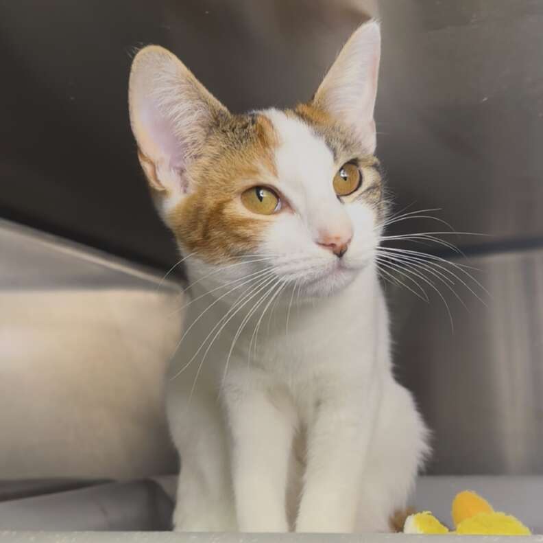 cute cat with kittens