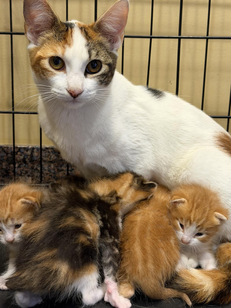 cute cat with kittens