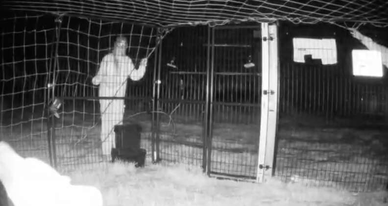 Rescuers capture a dog