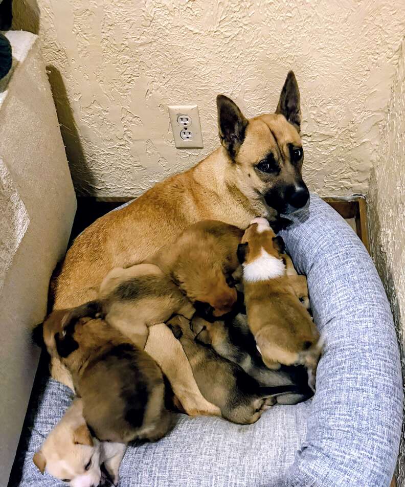 Mama dog nursing her puppies