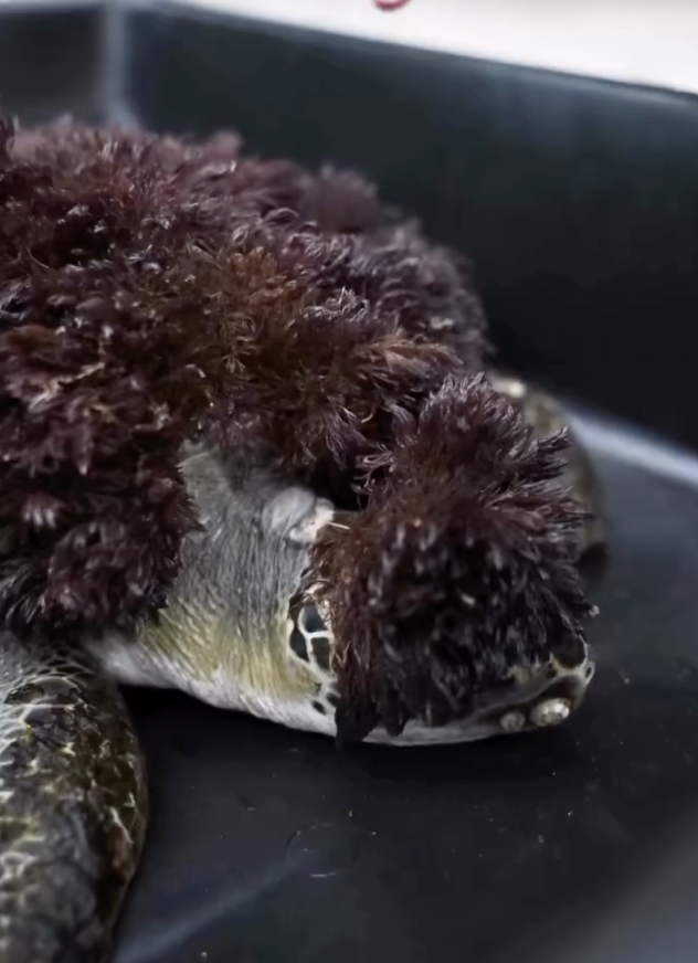 Injured Sea Turtle Stuns Rescue Staff When He Arrives Covered In Red ...