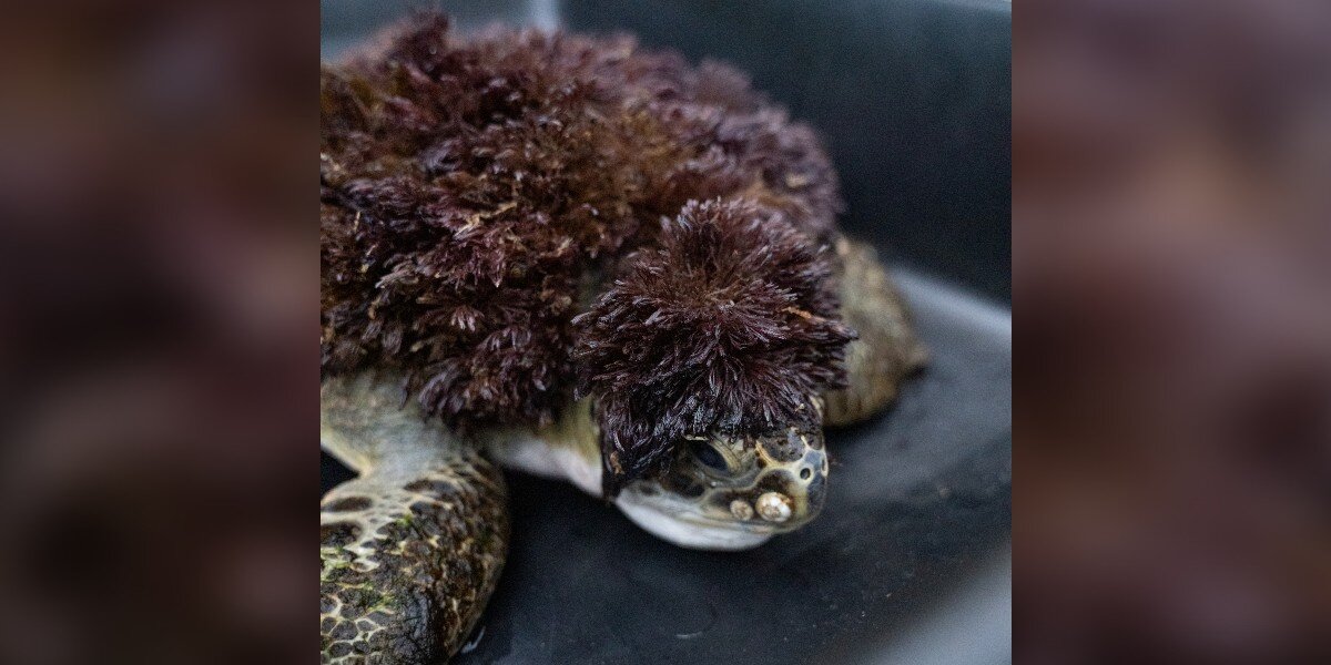Injured Sea Turtle Stuns Rescue Staff When He Arrives Covered In Red 'Hair' - The Dodo image