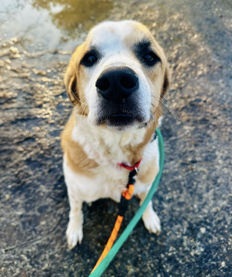 big dog staring at camera 