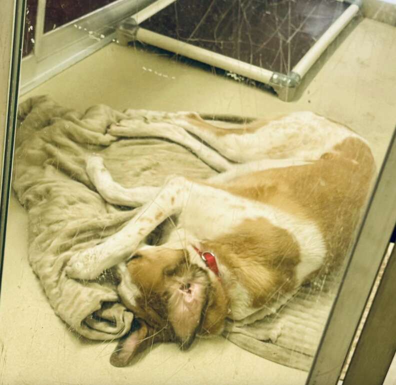 フィンがケンネルで瞳を覆う画像