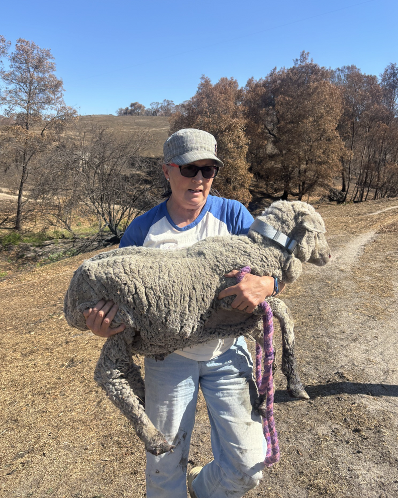 傷ついた羊を抱える人