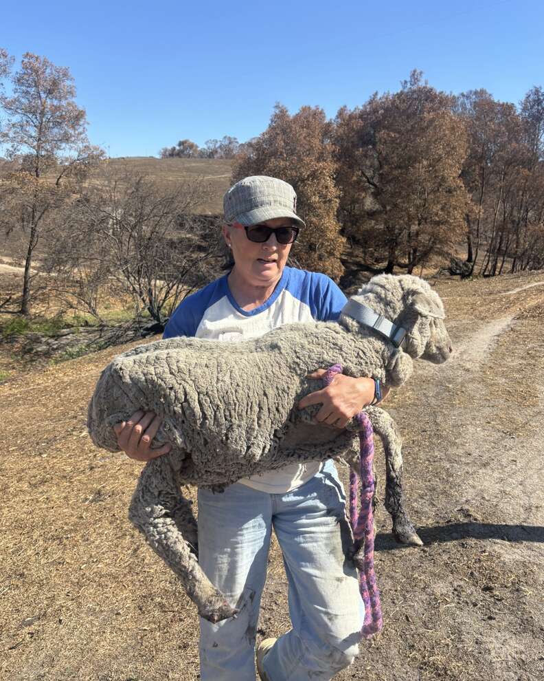 傷ついた羊を抱える人