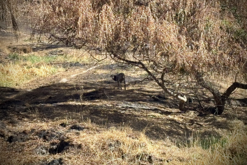 scared sheep in a pasture 