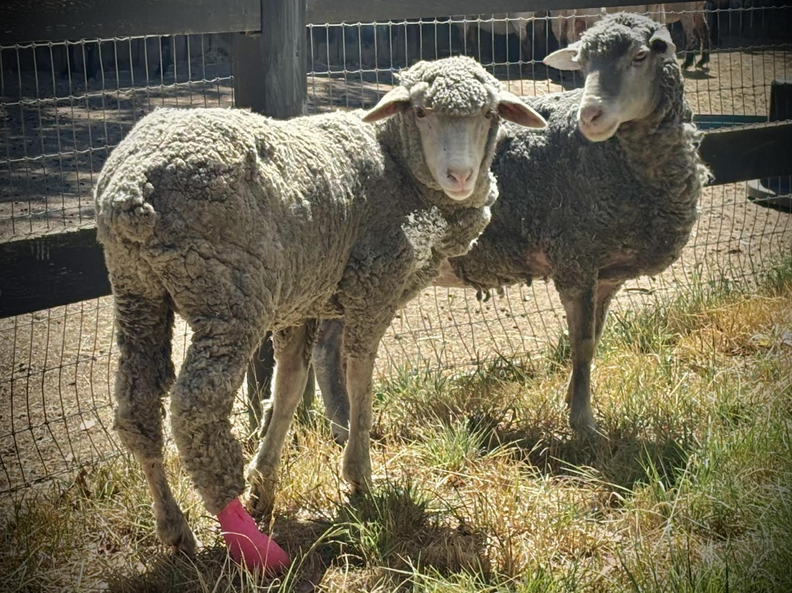 友達になった救助羊たち