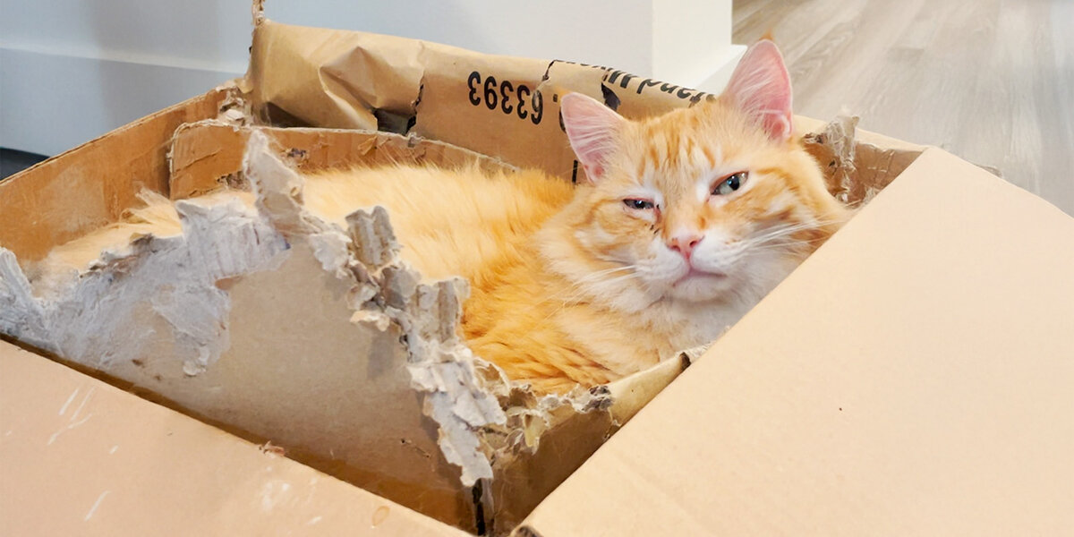 Moving Box Is This Cat's Favorite Thing Ever - Videos - The Dodo