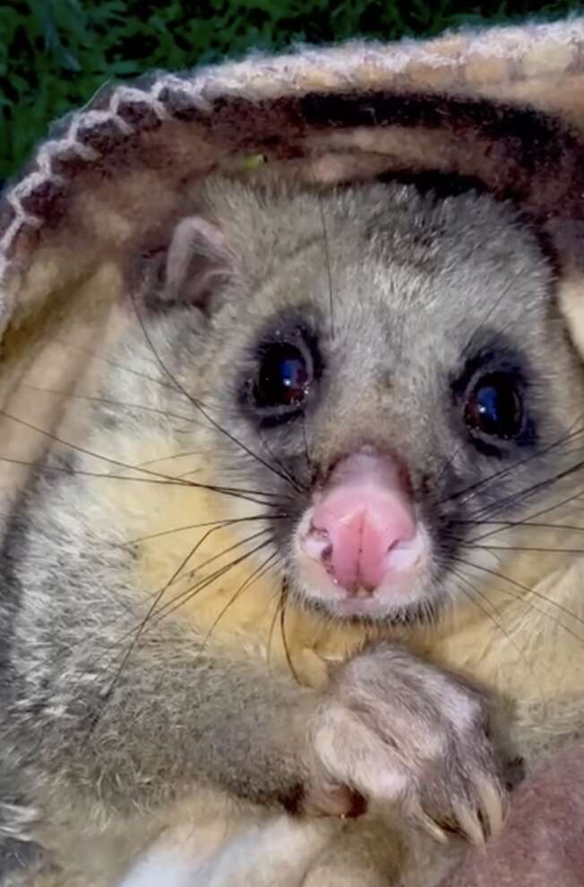 rescued possum in a blanket