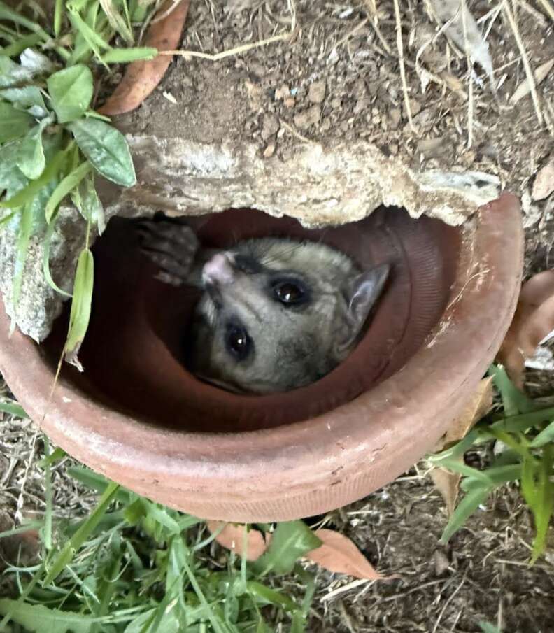 possum peeking out from clay pipe