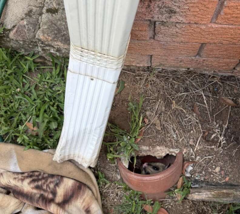 possum stuck in clay pipe