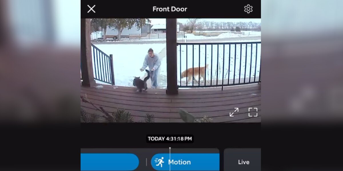 Doorbell Camera Records The Sweet Moment Lost Cat Comes Home After 6 ...