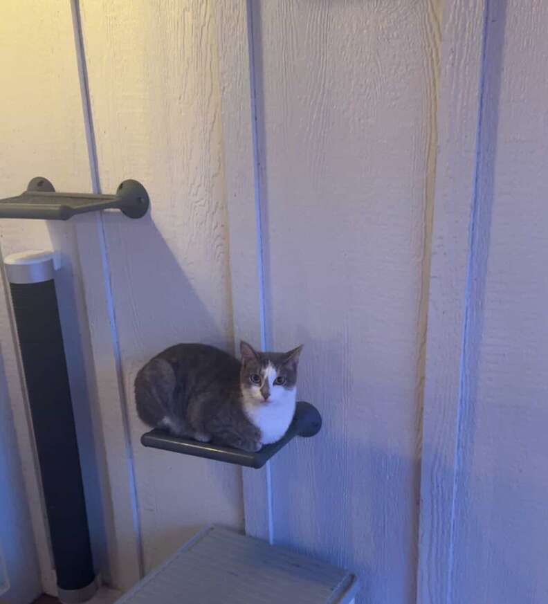 Cricket the cat looking relaxed
