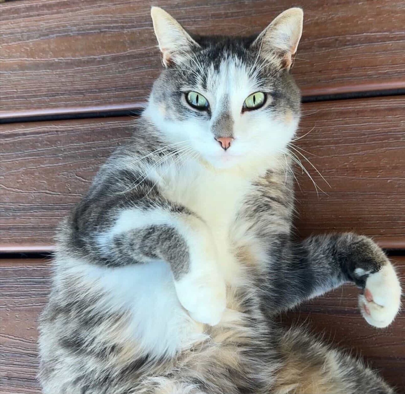 Doorbell Camera Records The Sweet Moment Lost Cat Comes Home After 6 ...