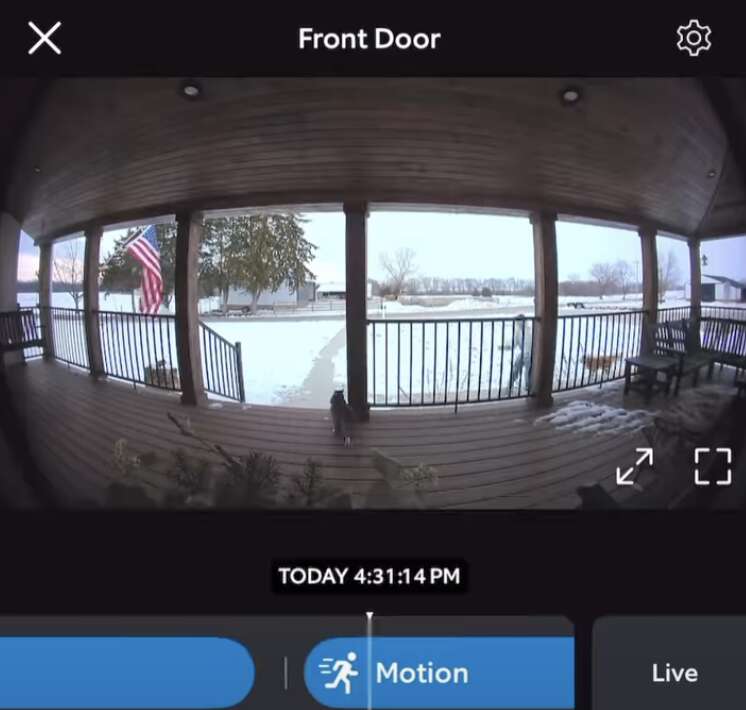 Cricket on the porch steps