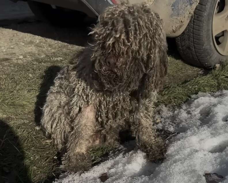 matted dog