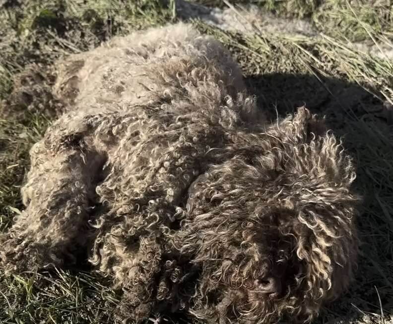 matted dog
