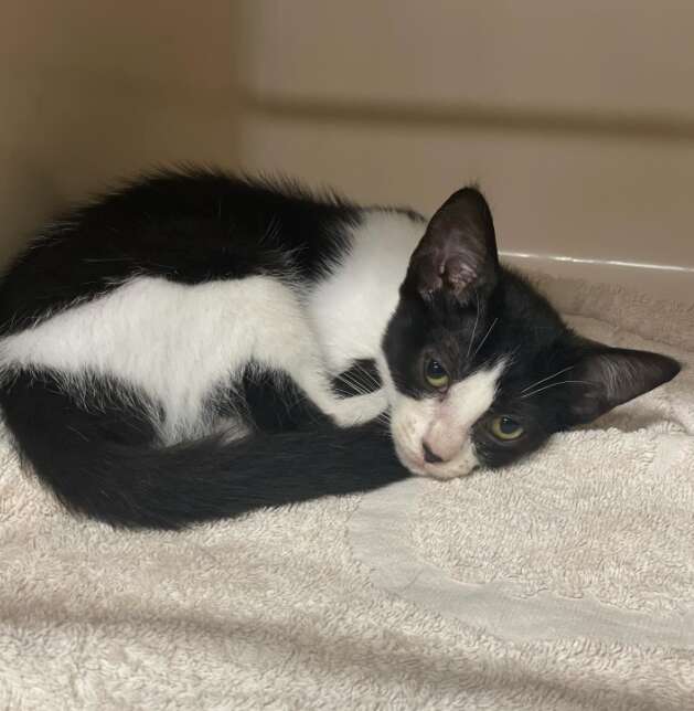 猫たちが新しい環境でゆったりしている様子