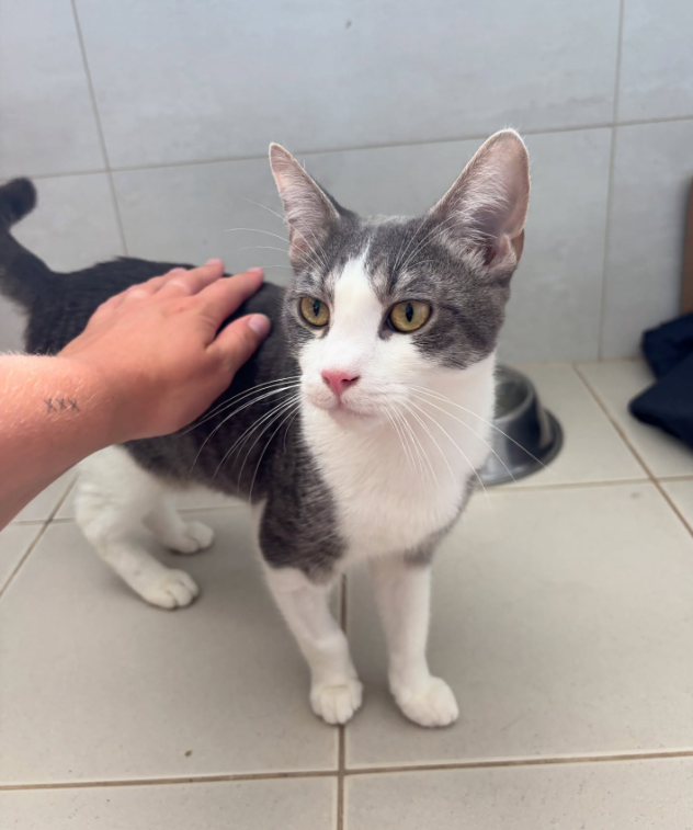 Someone is gently petting a gray and white cat.