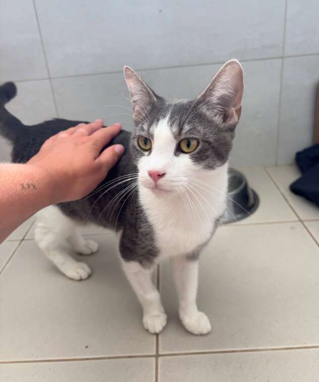 Someone is gently petting a gray and white cat.