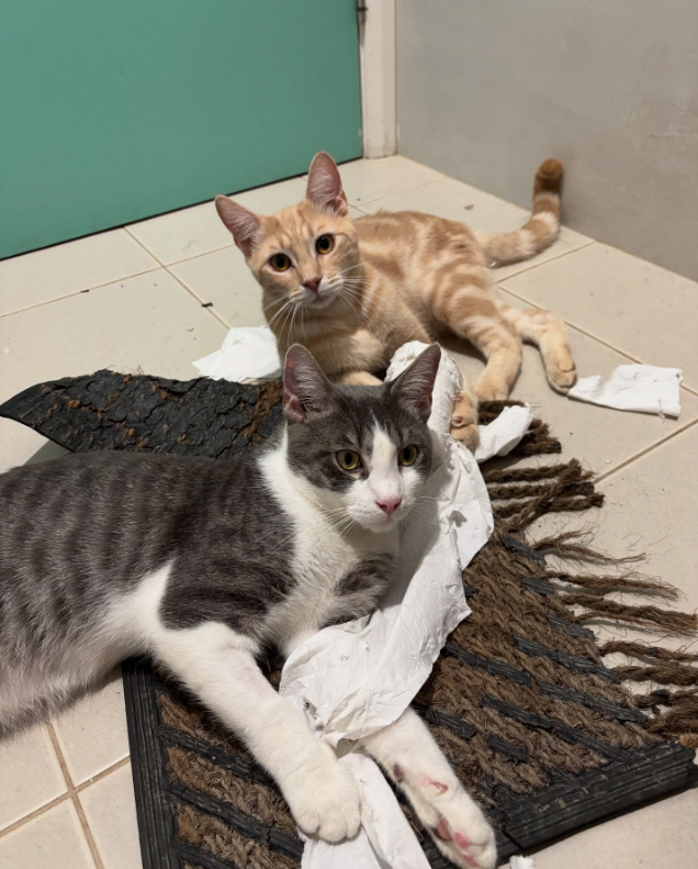 An orange cat and a gray and white cat lying together on the floor.