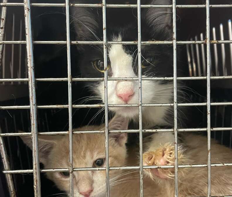 An orange kitten and a black and white kitten inside a pet carrier.