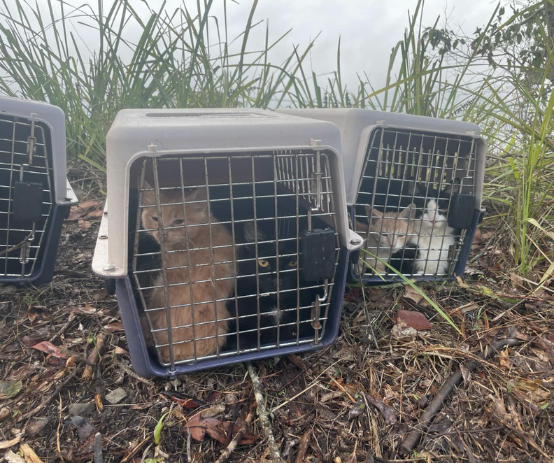 キャリーの中で不安そうな野良猫たち