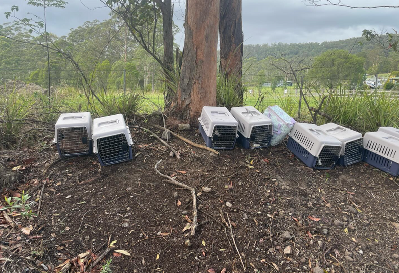 ペットキャリーが道端に並ぶ