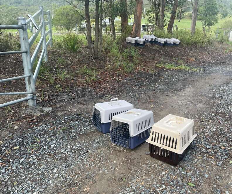 猫たちがキャリーの中で不安そうにしている様子