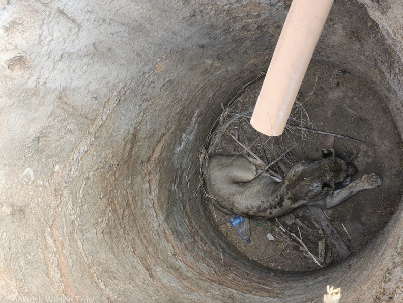 Rescuers Peer Into 15-Foot Pit &mdash; And Find Majestic Animal Trapped At The  Bottom - The Dodo